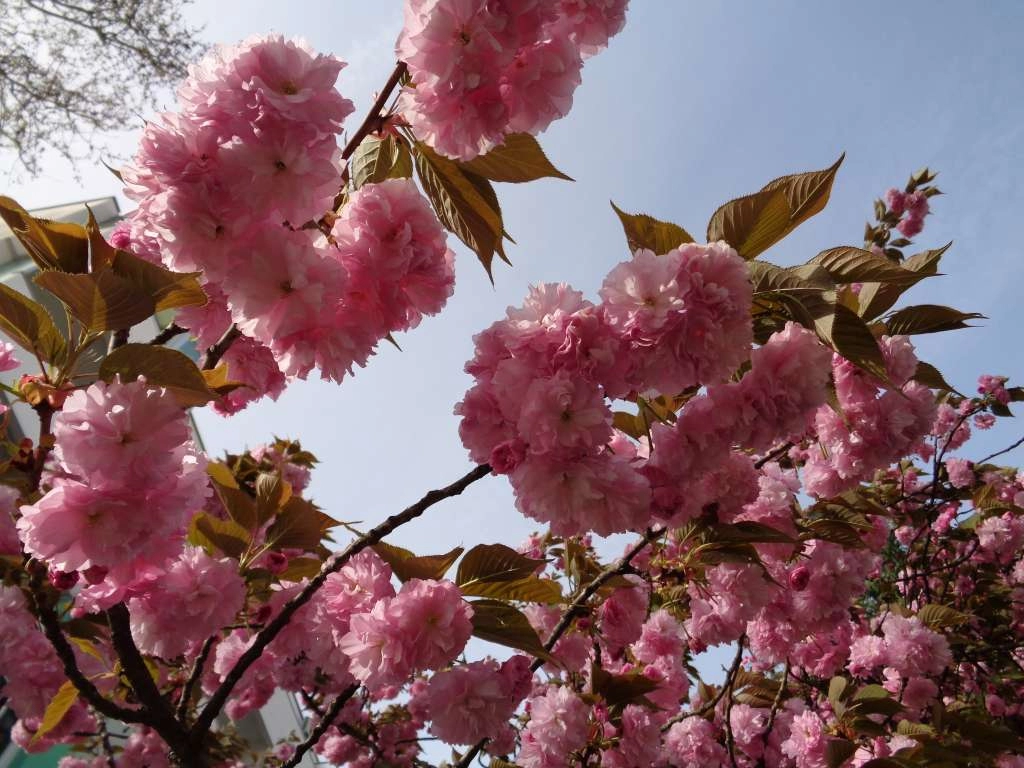 Festival japanske trešnje Sakura u nedjelju u Mostaru